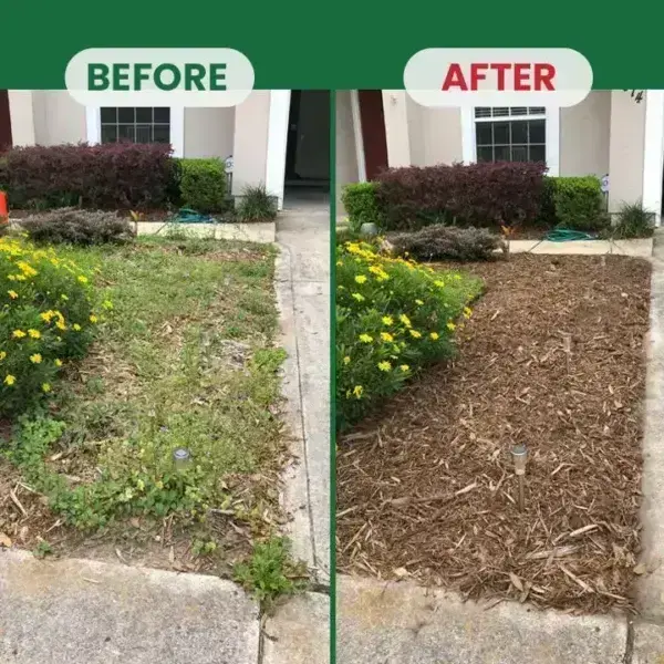 Kill Bamboo, Stumps & Invasive Weeds for Good – LIMETOW® Root Killer Powder